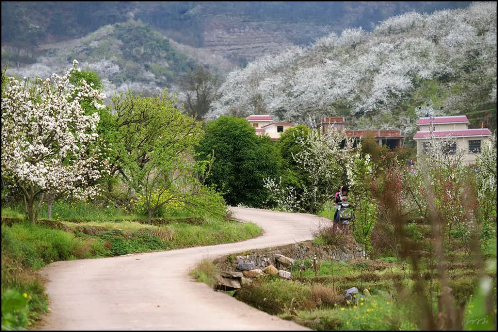 【春天,广西桂林灌阳县向您发出邀请!】我们在灌阳看梨花 - 游山玩水 - 哈密生活社区 - 哈密28生活网 hami.28life.com