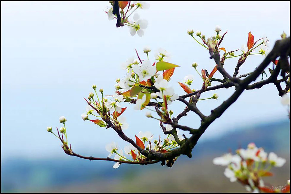 【春天,广西桂林灌阳县向您发出邀请!】我们在灌阳看梨花 - 游山玩水 - 哈密生活社区 - 哈密28生活网 hami.28life.com