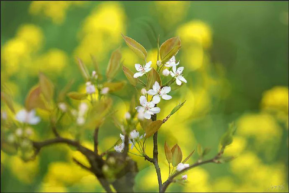【春天,广西桂林灌阳县向您发出邀请!】我们在灌阳看梨花 - 游山玩水 - 哈密生活社区 - 哈密28生活网 hami.28life.com