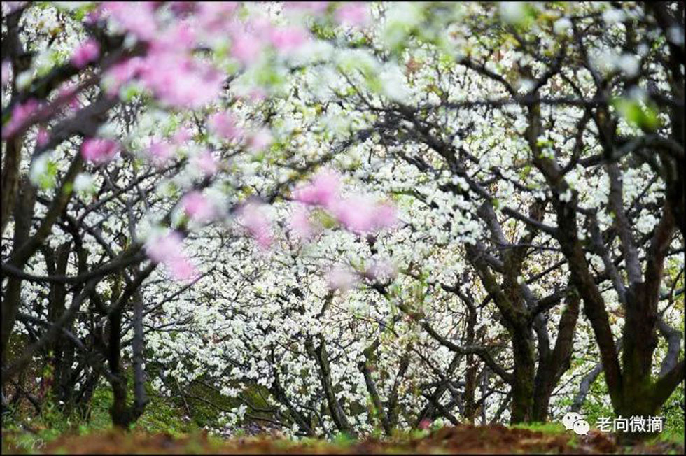 【春天,广西桂林灌阳县向您发出邀请!】我们在灌阳看梨花 - 游山玩水 - 哈密生活社区 - 哈密28生活网 hami.28life.com