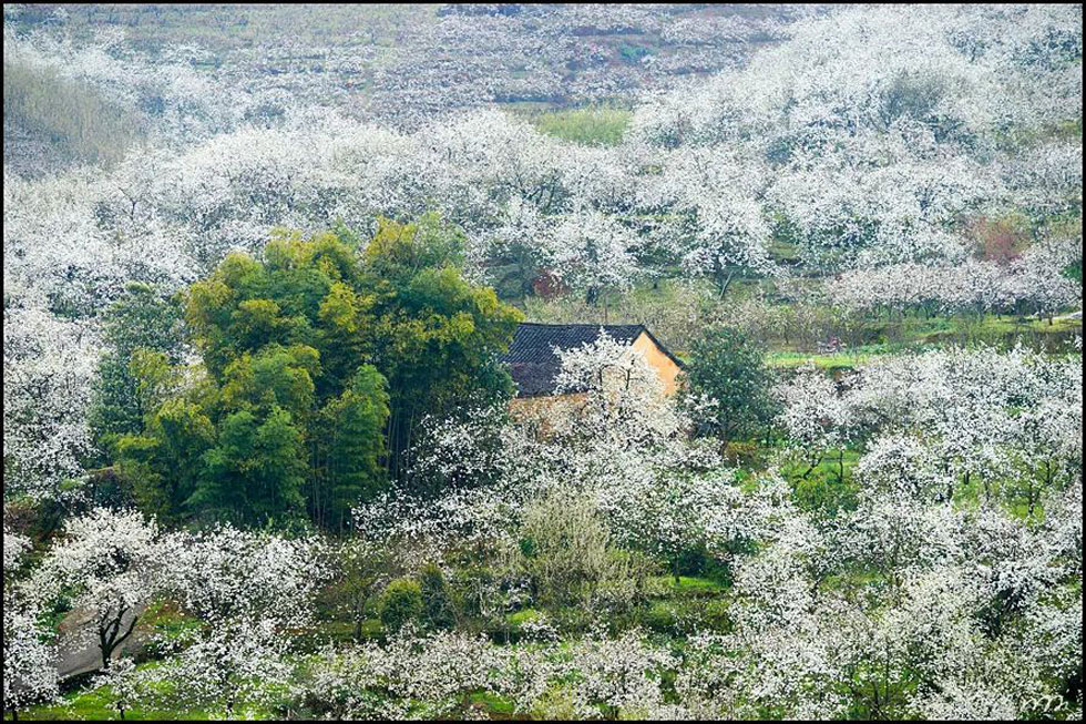 【春天,广西桂林灌阳县向您发出邀请!】我们在灌阳看梨花 - 游山玩水 - 哈密生活社区 - 哈密28生活网 hami.28life.com