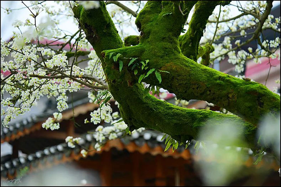 【春天,广西桂林灌阳县向您发出邀请!】我们在灌阳看梨花 - 游山玩水 - 哈密生活社区 - 哈密28生活网 hami.28life.com