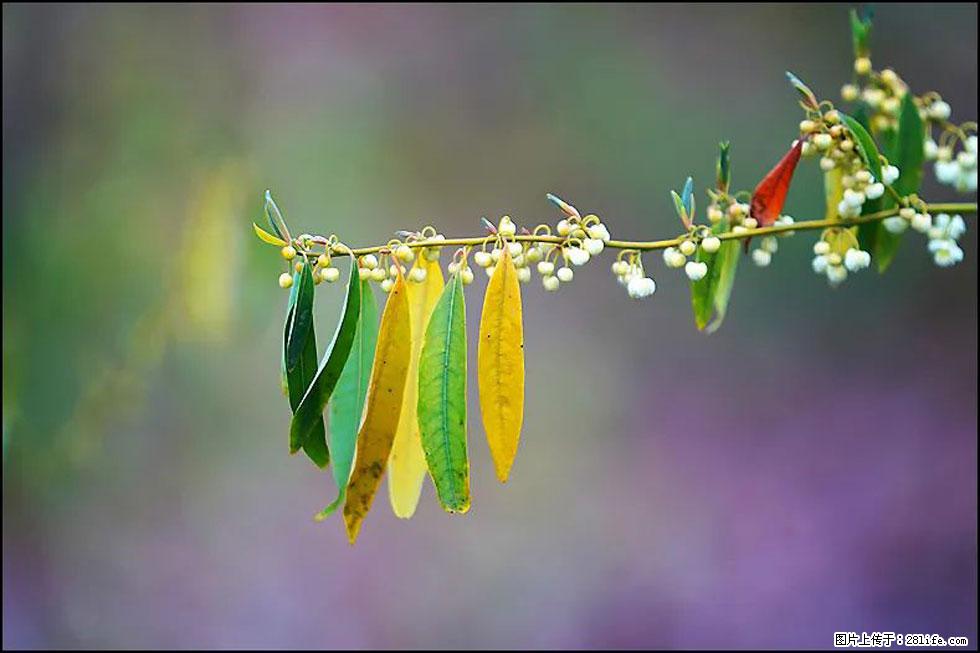 【春天,广西桂林灌阳县向您发出邀请!】米珠山前有片山苍子花在飘香 - 游山玩水 - 哈密生活社区 - 哈密28生活网 hami.28life.com