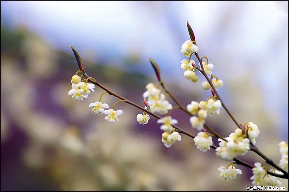 【春天,广西桂林灌阳县向您发出邀请!】米珠山前有片山苍子花在飘香 - 游山玩水 - 哈密生活社区 - 哈密28生活网 hami.28life.com