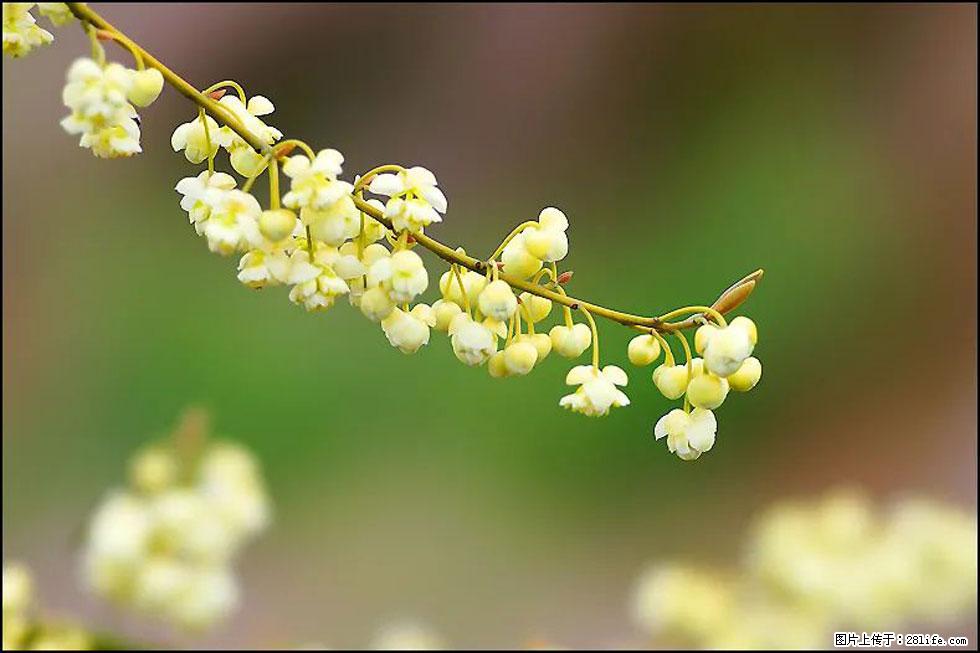 【春天,广西桂林灌阳县向您发出邀请!】米珠山前有片山苍子花在飘香 - 游山玩水 - 哈密生活社区 - 哈密28生活网 hami.28life.com