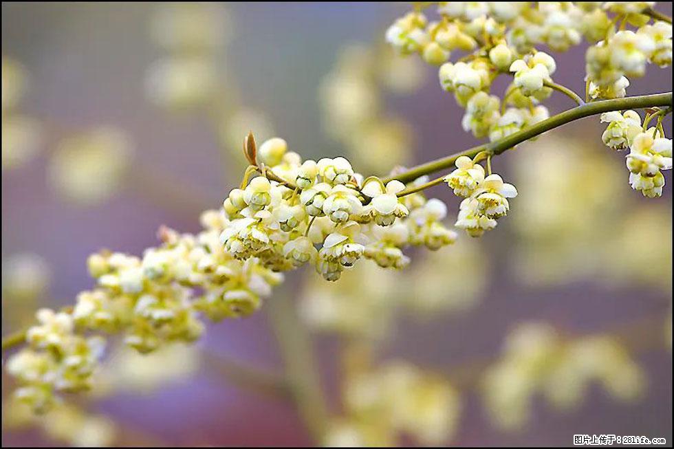 【春天,广西桂林灌阳县向您发出邀请!】米珠山前有片山苍子花在飘香 - 游山玩水 - 哈密生活社区 - 哈密28生活网 hami.28life.com