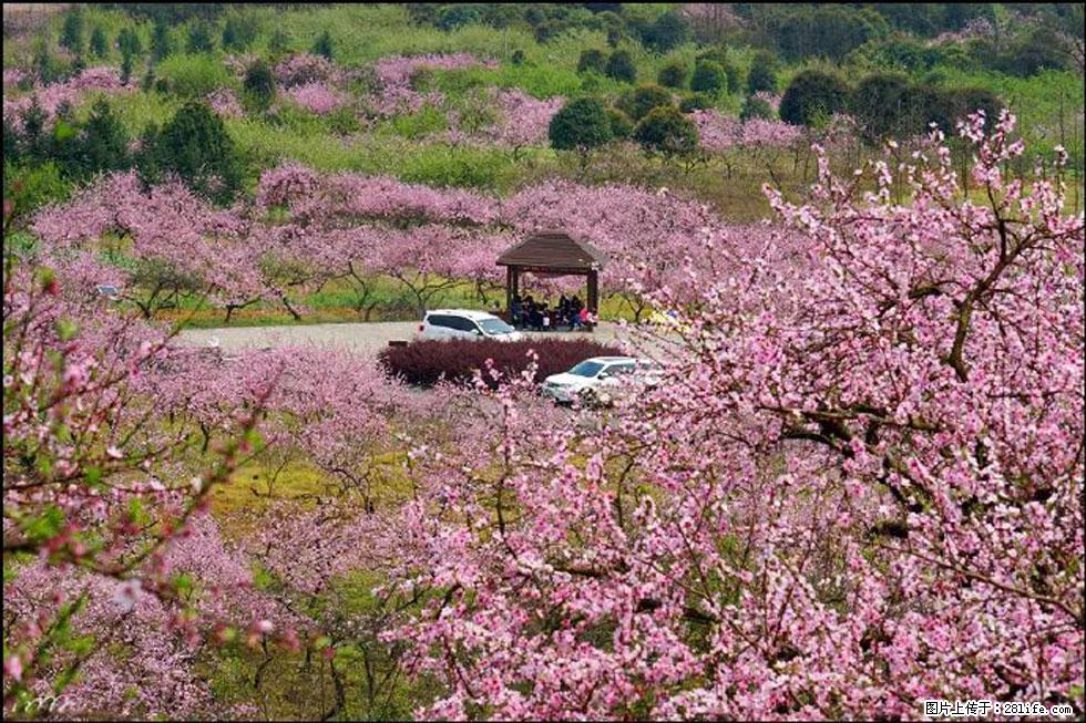 【春天,广西桂林灌阳县向您发出邀请!】官庄村有个醉美的桃花园 - 游山玩水 - 哈密生活社区 - 哈密28生活网 hami.28life.com