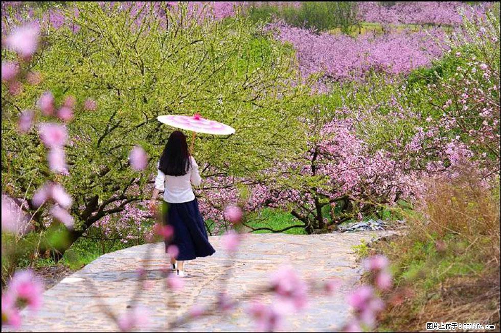 【春天,广西桂林灌阳县向您发出邀请!】官庄村有个醉美的桃花园 - 游山玩水 - 哈密生活社区 - 哈密28生活网 hami.28life.com