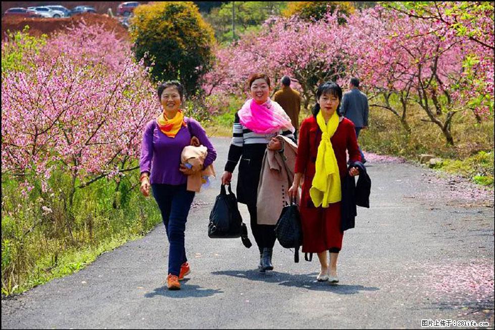 【春天,广西桂林灌阳县向您发出邀请!】官庄村有个醉美的桃花园 - 游山玩水 - 哈密生活社区 - 哈密28生活网 hami.28life.com
