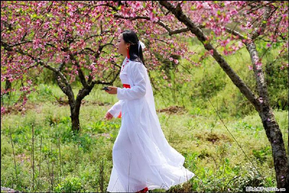 【春天,广西桂林灌阳县向您发出邀请!】官庄村有个醉美的桃花园 - 游山玩水 - 哈密生活社区 - 哈密28生活网 hami.28life.com