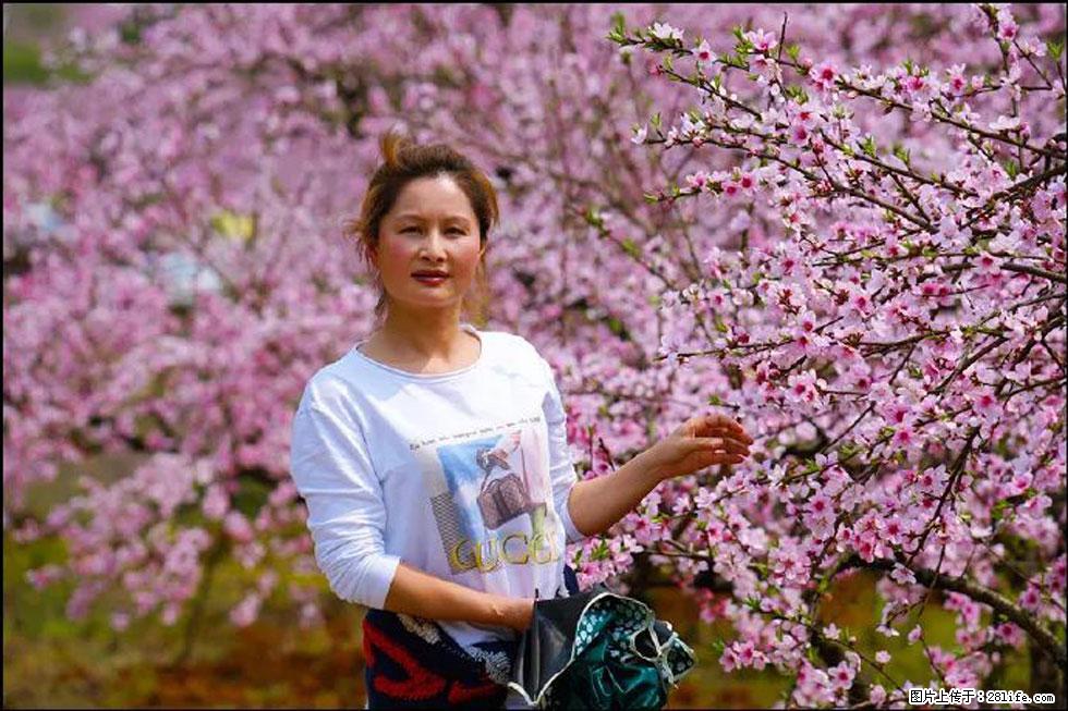 【春天,广西桂林灌阳县向您发出邀请!】官庄村有个醉美的桃花园 - 游山玩水 - 哈密生活社区 - 哈密28生活网 hami.28life.com