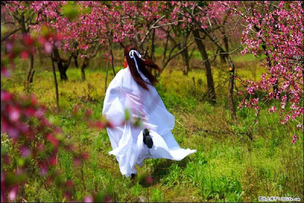 【春天,广西桂林灌阳县向您发出邀请!】官庄村有个醉美的桃花园 - 游山玩水 - 哈密生活社区 - 哈密28生活网 hami.28life.com