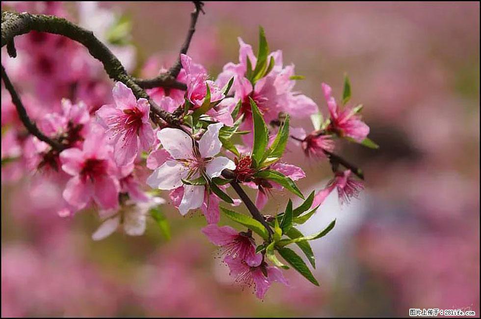 【春天,广西桂林灌阳县向您发出邀请!】官庄村有个醉美的桃花园 - 游山玩水 - 哈密生活社区 - 哈密28生活网 hami.28life.com