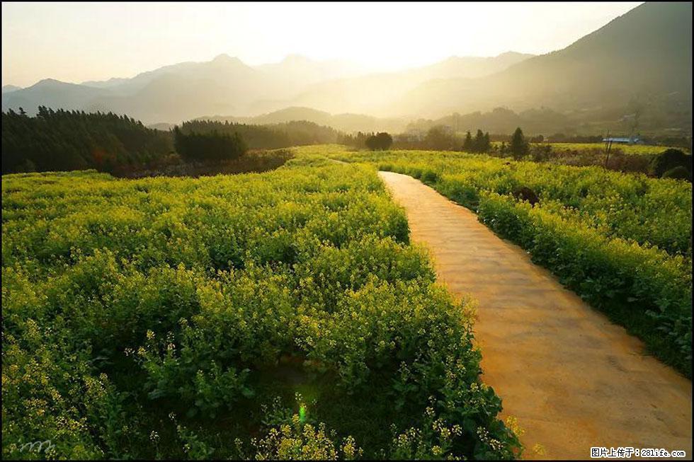 【春天,广西桂林灌阳县向您发出邀请!】长坪村油菜盛情花开 - 游山玩水 - 哈密生活社区 - 哈密28生活网 hami.28life.com
