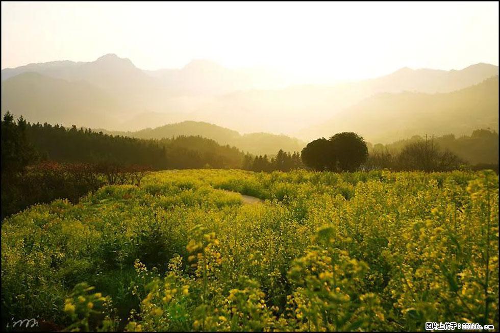 【春天,广西桂林灌阳县向您发出邀请!】长坪村油菜盛情花开 - 游山玩水 - 哈密生活社区 - 哈密28生活网 hami.28life.com