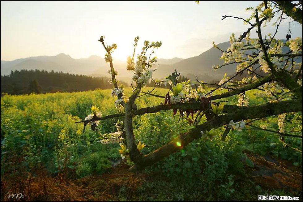 【春天,广西桂林灌阳县向您发出邀请!】长坪村油菜盛情花开 - 游山玩水 - 哈密生活社区 - 哈密28生活网 hami.28life.com