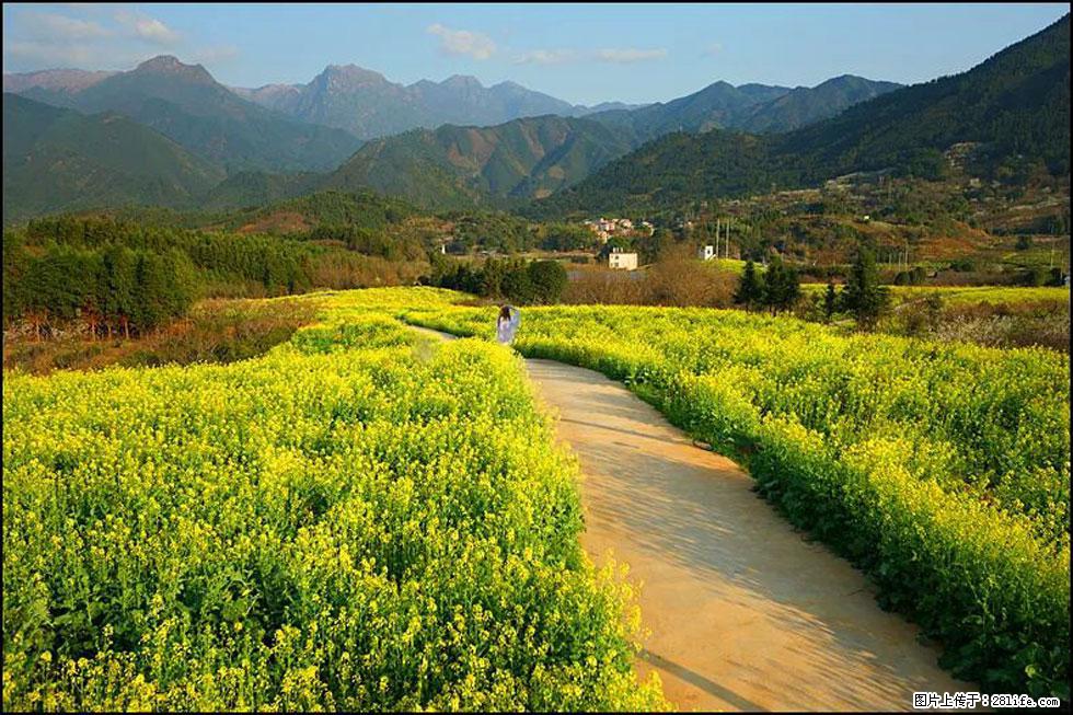 【春天,广西桂林灌阳县向您发出邀请!】长坪村油菜盛情花开 - 游山玩水 - 哈密生活社区 - 哈密28生活网 hami.28life.com