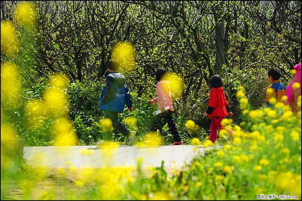 【春天,广西桂林灌阳县向您发出邀请!】长坪村油菜盛情花开 - 游山玩水 - 哈密生活社区 - 哈密28生活网 hami.28life.com