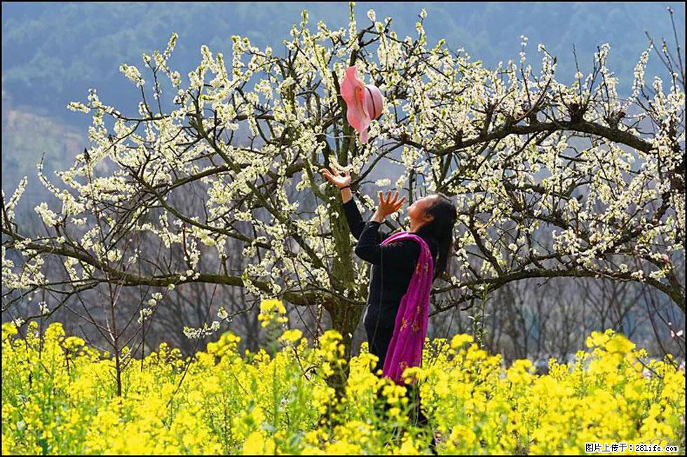 【春天,广西桂林灌阳县向您发出邀请!】长坪村油菜盛情花开 - 游山玩水 - 哈密生活社区 - 哈密28生活网 hami.28life.com