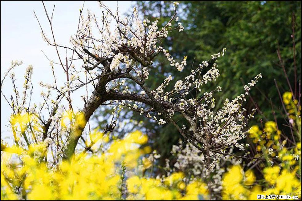 【春天,广西桂林灌阳县向您发出邀请!】长坪村油菜盛情花开 - 游山玩水 - 哈密生活社区 - 哈密28生活网 hami.28life.com