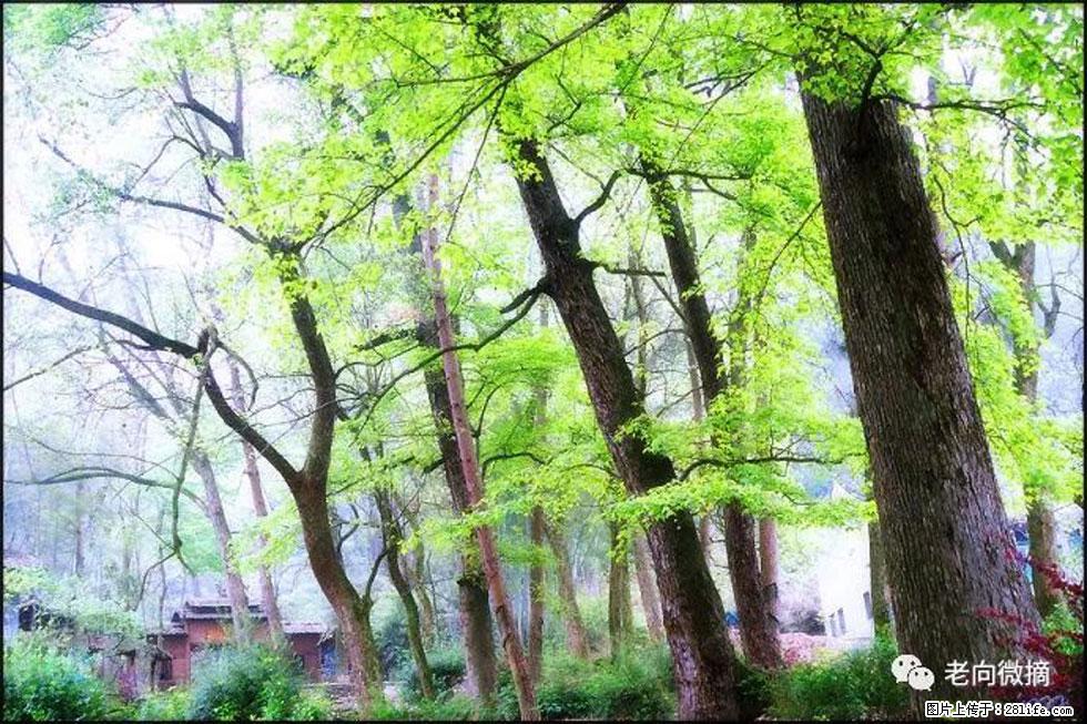 【春天,广西桂林灌阳县向您发出邀请!】在小龙村与春天约会 - 游山玩水 - 哈密生活社区 - 哈密28生活网 hami.28life.com