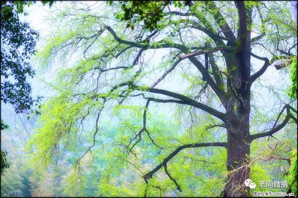 【春天,广西桂林灌阳县向您发出邀请!】在小龙村与春天约会 - 游山玩水 - 哈密生活社区 - 哈密28生活网 hami.28life.com