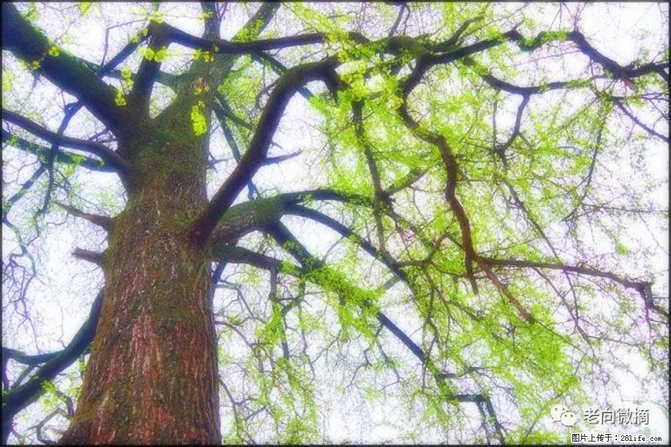 【春天,广西桂林灌阳县向您发出邀请!】在小龙村与春天约会 - 游山玩水 - 哈密生活社区 - 哈密28生活网 hami.28life.com