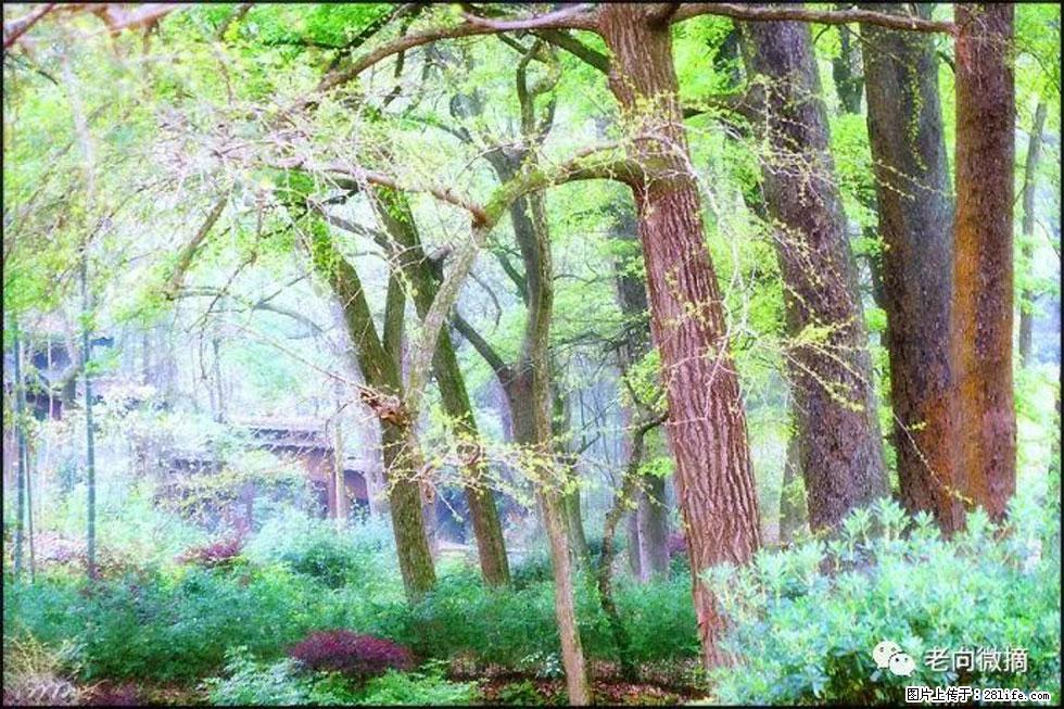 【春天,广西桂林灌阳县向您发出邀请!】在小龙村与春天约会 - 游山玩水 - 哈密生活社区 - 哈密28生活网 hami.28life.com