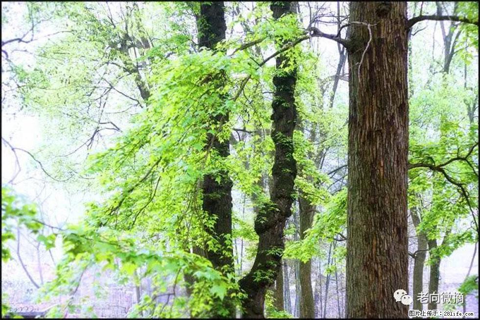 【春天,广西桂林灌阳县向您发出邀请!】在小龙村与春天约会 - 游山玩水 - 哈密生活社区 - 哈密28生活网 hami.28life.com