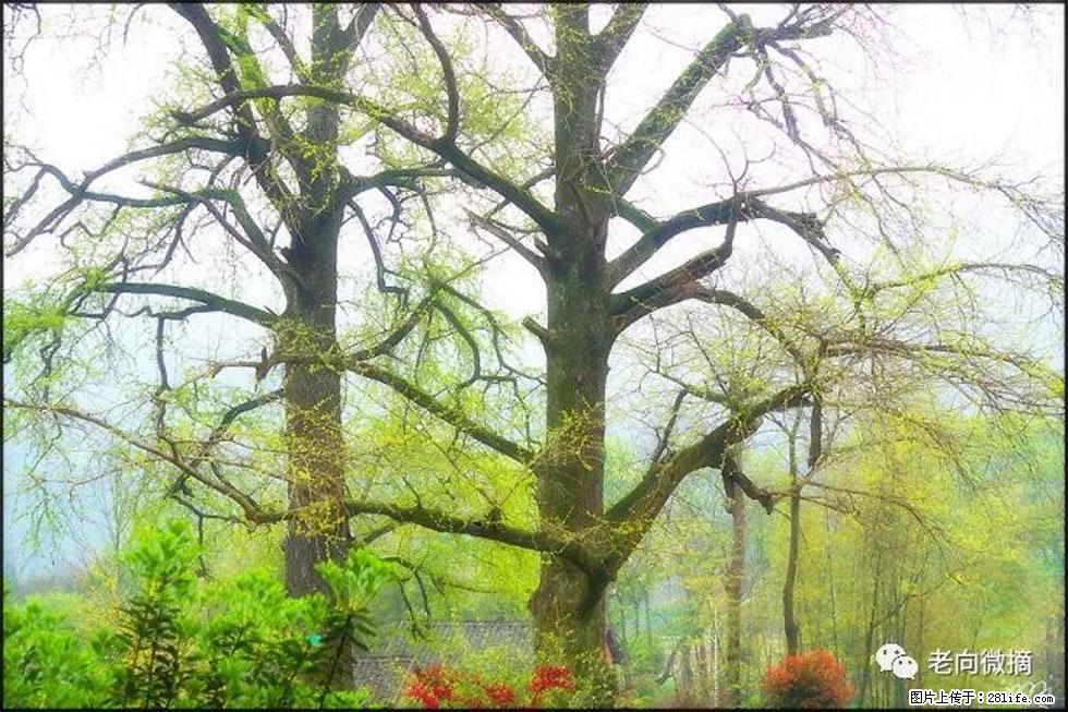 【春天,广西桂林灌阳县向您发出邀请!】在小龙村与春天约会 - 游山玩水 - 哈密生活社区 - 哈密28生活网 hami.28life.com