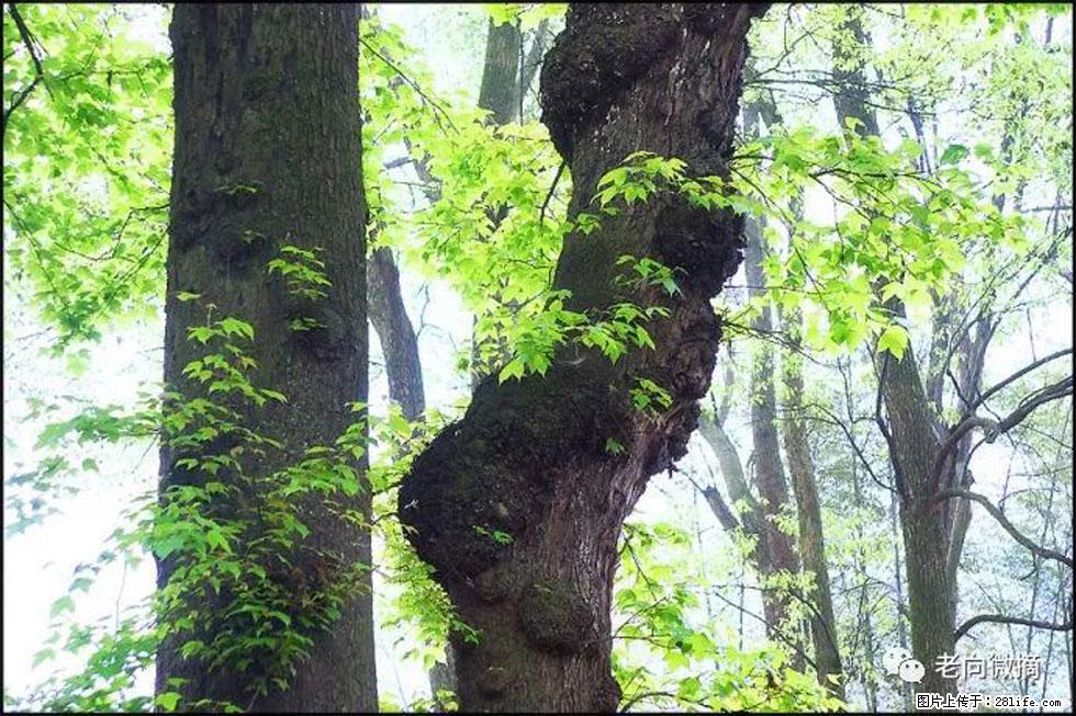 【春天,广西桂林灌阳县向您发出邀请!】在小龙村与春天约会 - 游山玩水 - 哈密生活社区 - 哈密28生活网 hami.28life.com