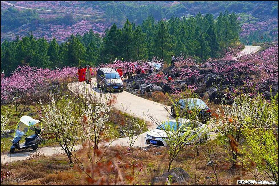 【春天,广西桂林灌阳县向您发出邀请!】望月岭上桃花开 - 游山玩水 - 哈密生活社区 - 哈密28生活网 hami.28life.com