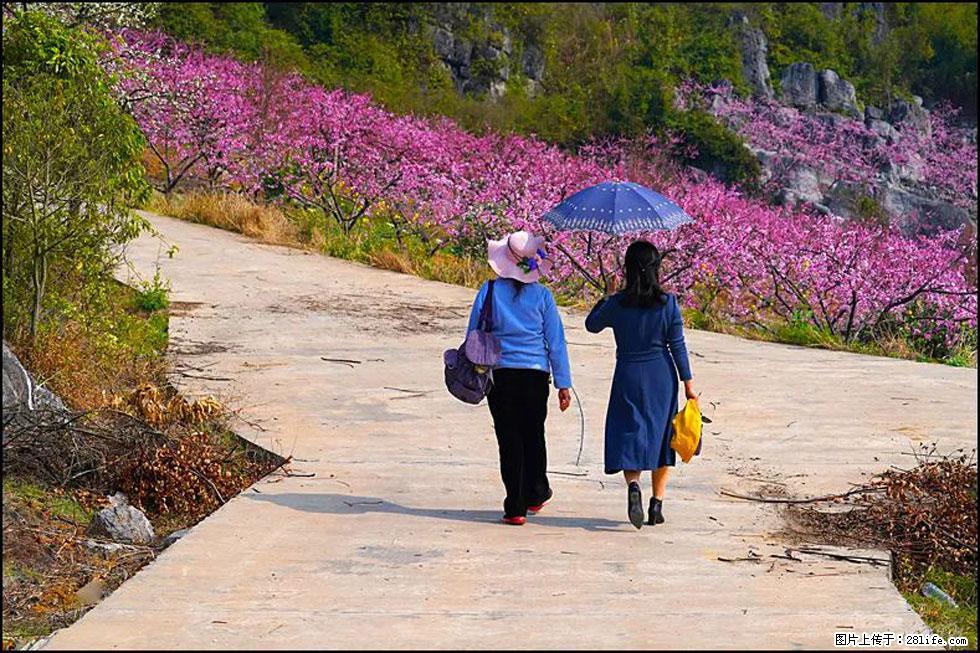 【春天,广西桂林灌阳县向您发出邀请!】望月岭上桃花开 - 游山玩水 - 哈密生活社区 - 哈密28生活网 hami.28life.com