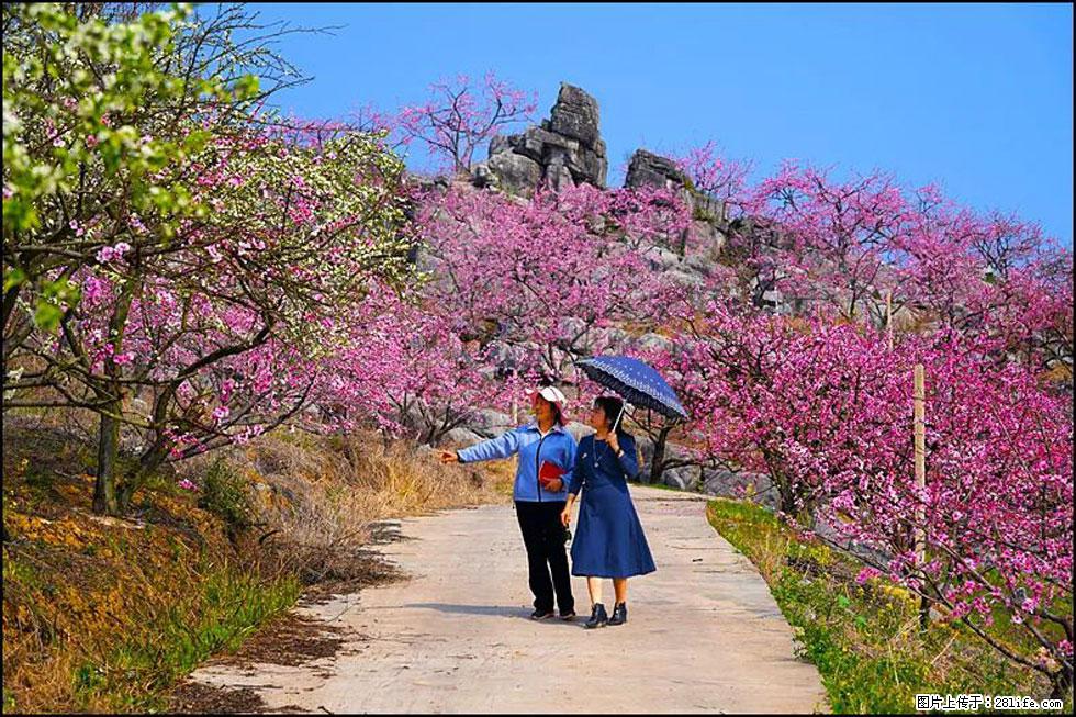 【春天,广西桂林灌阳县向您发出邀请!】望月岭上桃花开 - 游山玩水 - 哈密生活社区 - 哈密28生活网 hami.28life.com