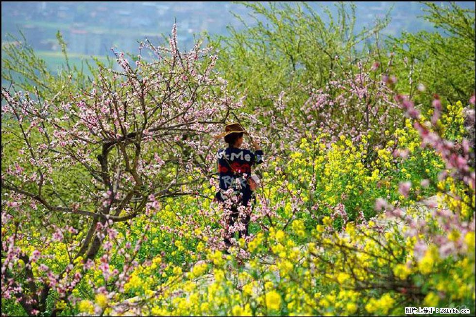 【春天,广西桂林灌阳县向您发出邀请!】望月岭上桃花开 - 游山玩水 - 哈密生活社区 - 哈密28生活网 hami.28life.com