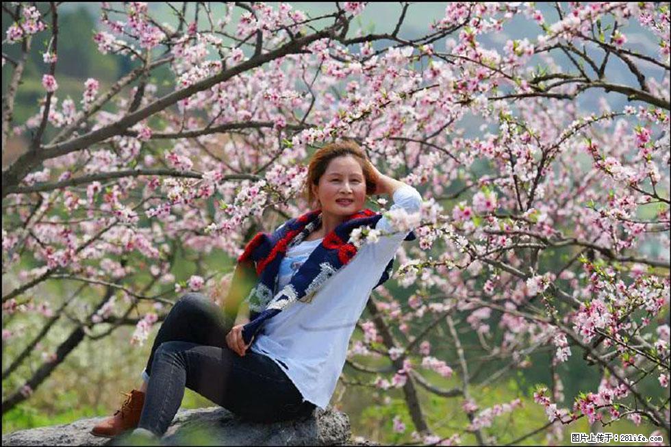 【春天,广西桂林灌阳县向您发出邀请!】望月岭上桃花开 - 游山玩水 - 哈密生活社区 - 哈密28生活网 hami.28life.com