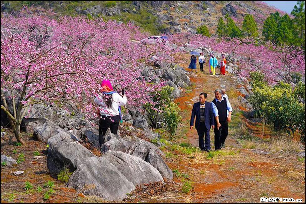 【春天,广西桂林灌阳县向您发出邀请!】望月岭上桃花开 - 游山玩水 - 哈密生活社区 - 哈密28生活网 hami.28life.com