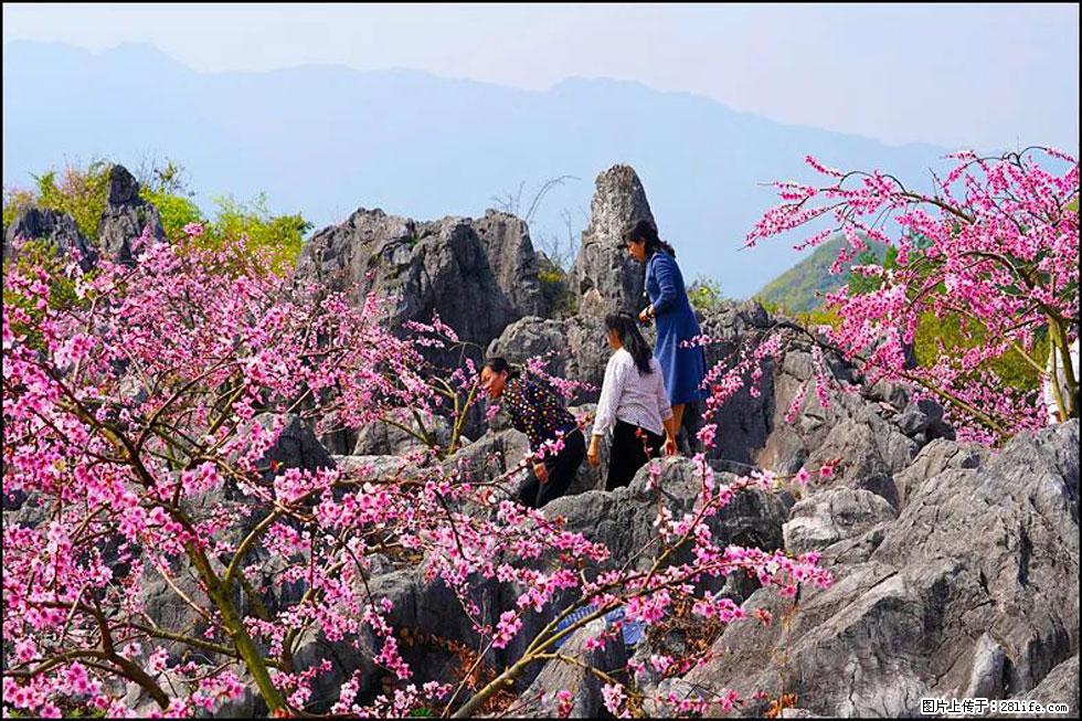 【春天,广西桂林灌阳县向您发出邀请!】望月岭上桃花开 - 游山玩水 - 哈密生活社区 - 哈密28生活网 hami.28life.com