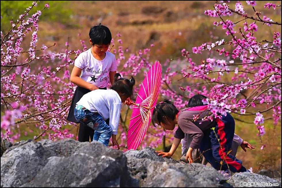 【春天,广西桂林灌阳县向您发出邀请!】望月岭上桃花开 - 游山玩水 - 哈密生活社区 - 哈密28生活网 hami.28life.com