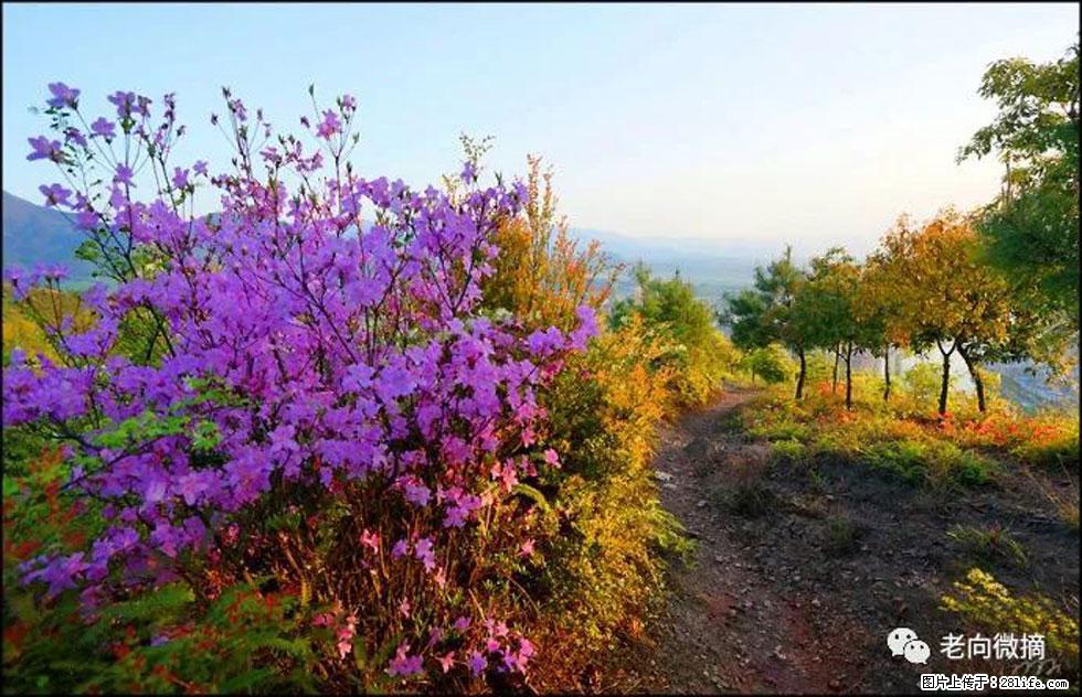 【春天,广西桂林灌阳县向您发出邀请!】登麒麟山,相约映山红 - 游山玩水 - 哈密生活社区 - 哈密28生活网 hami.28life.com