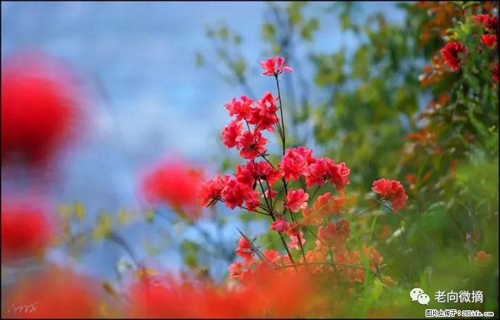 【春天,广西桂林灌阳县向您发出邀请!】登麒麟山,相约映山红 - 游山玩水 - 哈密生活社区 - 哈密28生活网 hami.28life.com