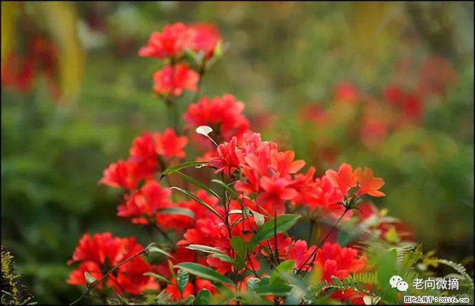 【春天,广西桂林灌阳县向您发出邀请!】登麒麟山,相约映山红 - 游山玩水 - 哈密生活社区 - 哈密28生活网 hami.28life.com