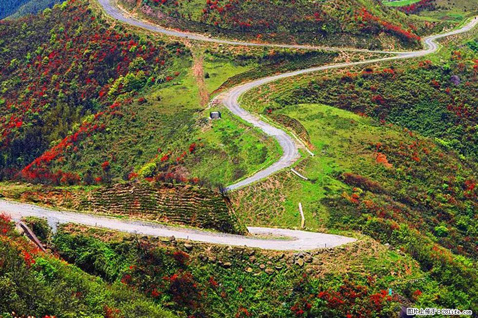 【春天,广西桂林灌阳县向您发出邀请!】春木界上映山红 - 游山玩水 - 哈密生活社区 - 哈密28生活网 hami.28life.com