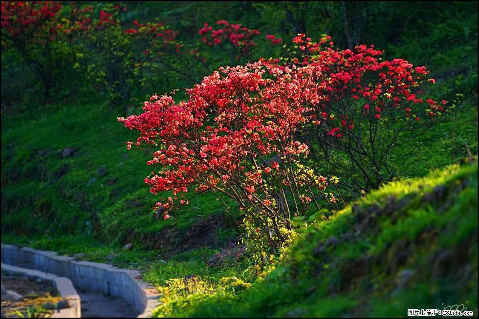 【春天,广西桂林灌阳县向您发出邀请!】春木界上映山红 - 游山玩水 - 哈密生活社区 - 哈密28生活网 hami.28life.com