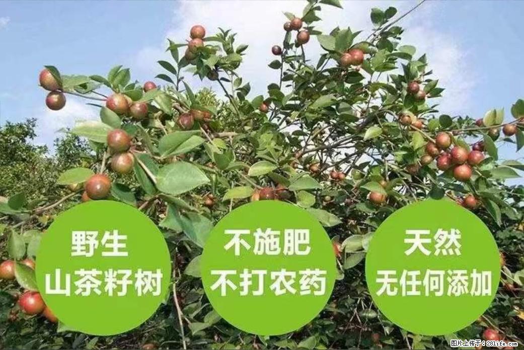 【灌阳县油茶产业示范区】一个有着充实的精神生活的人,对待身外之物自会有一种淡泊的态度 - 土特产 - 饮食特产 - 哈密分类信息 - 哈密28生活网 hami.28life.com