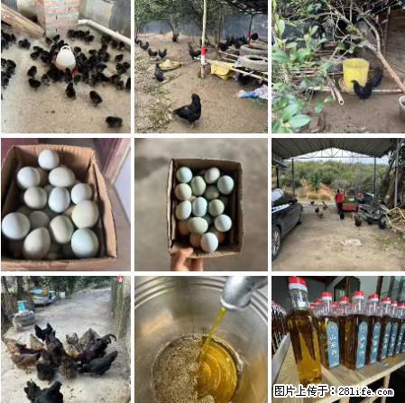 油茶园从小鸡仔开始养起的纯土鸡、土鸡蛋可以预定啦！还有前几天刚榨的纯山茶油哦 - 美食天地 - 哈密生活社区 - 哈密28生活网 hami.28life.com