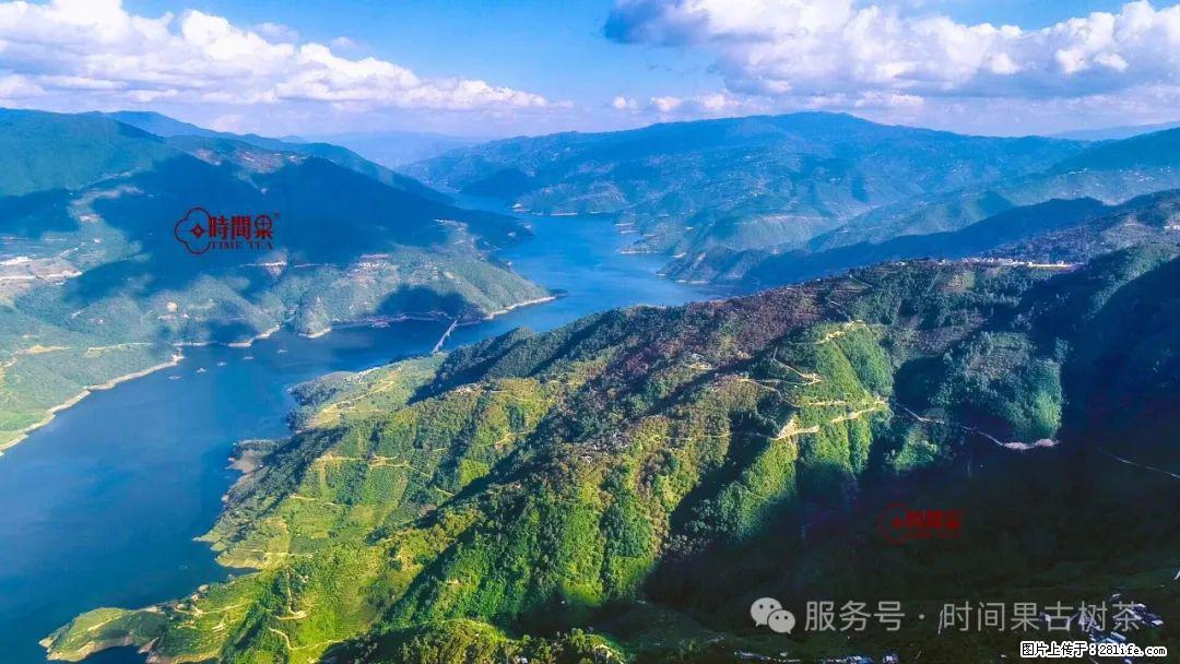 时间果百年古树龙珠普洱生茶 - 购物交流 - 哈密生活社区 - 哈密28生活网 hami.28life.com