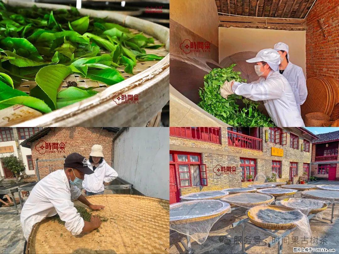 时间果百年古树龙珠普洱生茶 - 购物交流 - 哈密生活社区 - 哈密28生活网 hami.28life.com