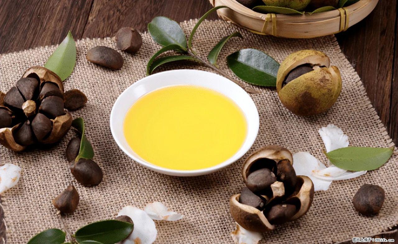 揭秘茶油的5大核心营养成分!被称为人体健康的“守护盾”! - 哈密生活资讯 - 哈密28生活网 hami.28life.com