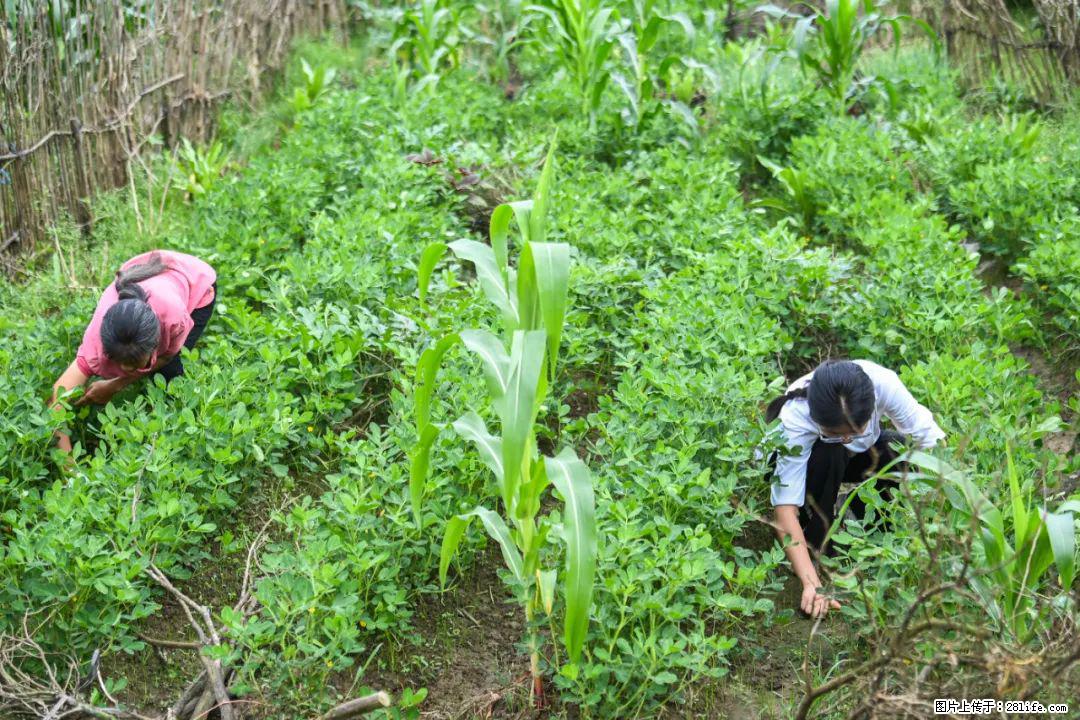 全网追的“扁担女孩”,找了一份暑假工,时薪12元 - 哈密生活资讯 - 哈密28生活网 hami.28life.com